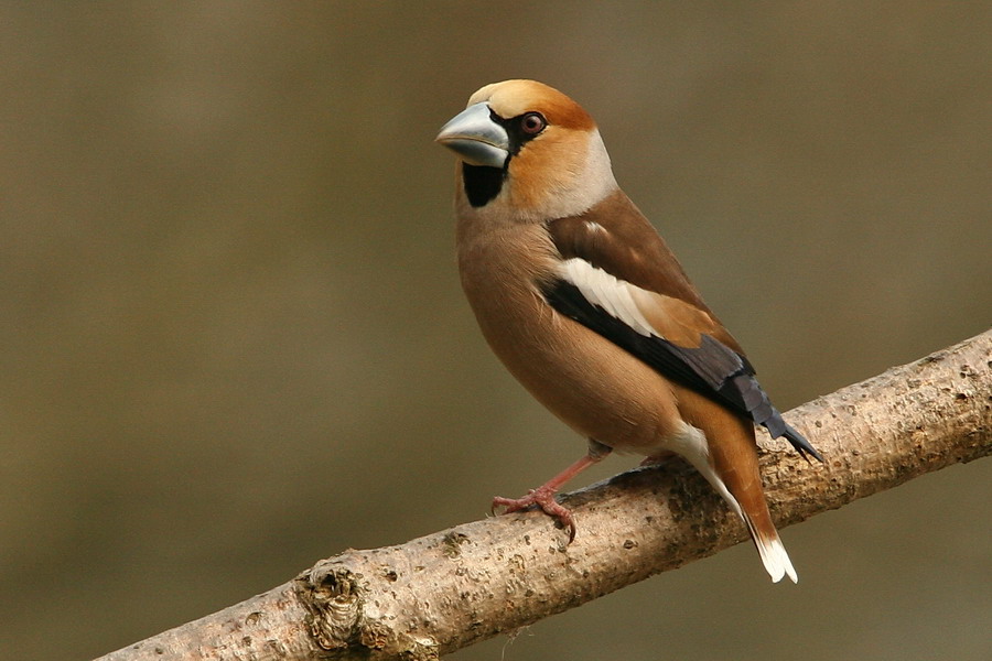 Kernbeisser ( Coccothraustes coccothraustes )