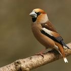 Kernbeisser ( Coccothraustes coccothraustes )