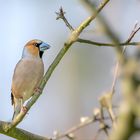 Kernbeißer (Coccothraustes coccothraustes)