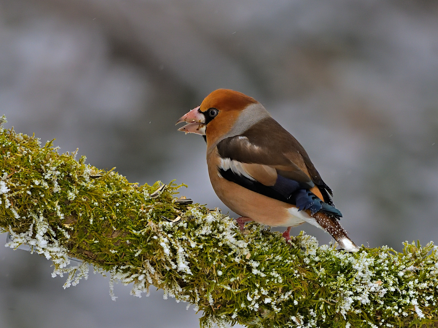 Kernbeißer Coccothraustes coccothraustes