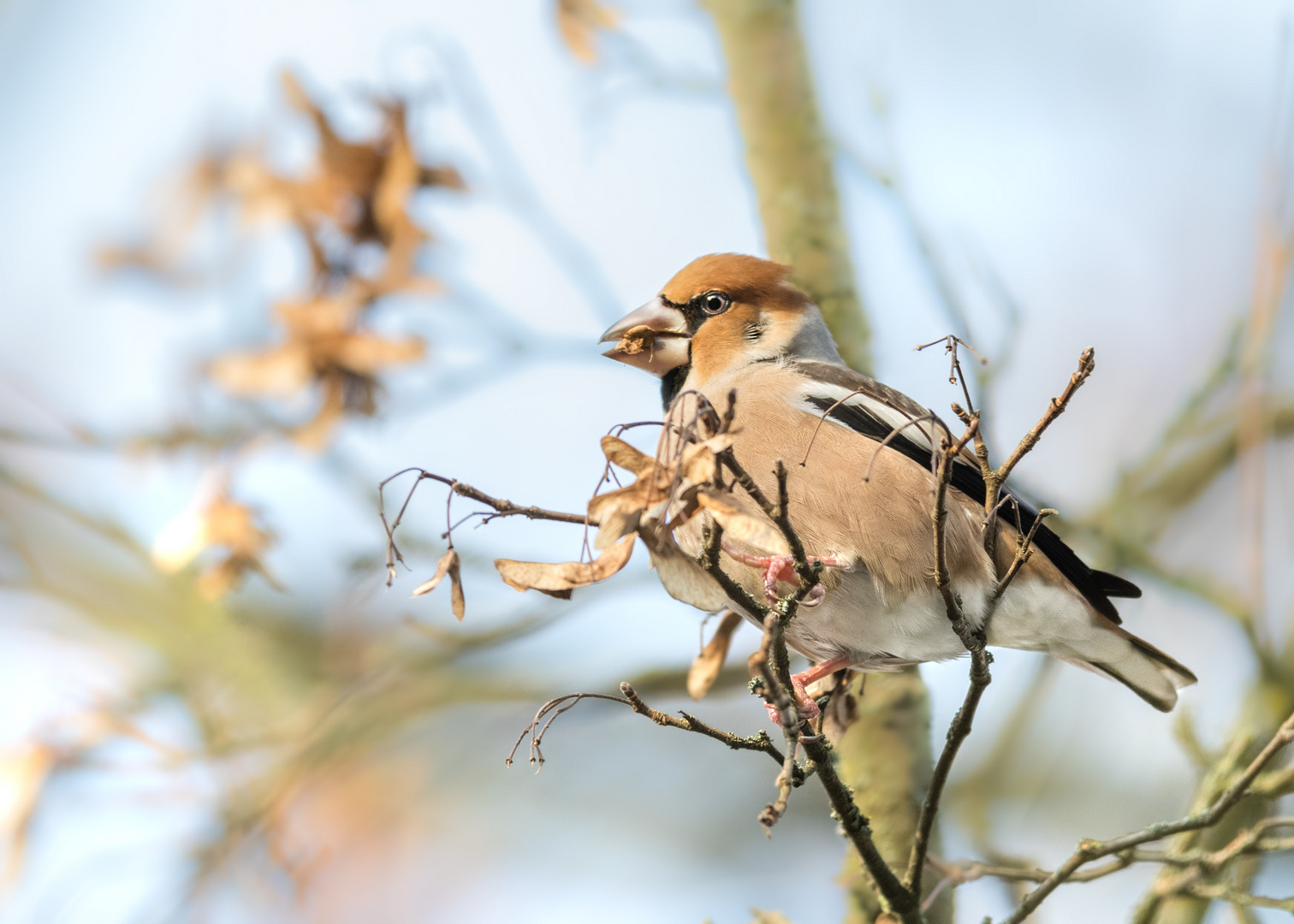 Kernbeißer (Coccothraustes coccothraustes) 