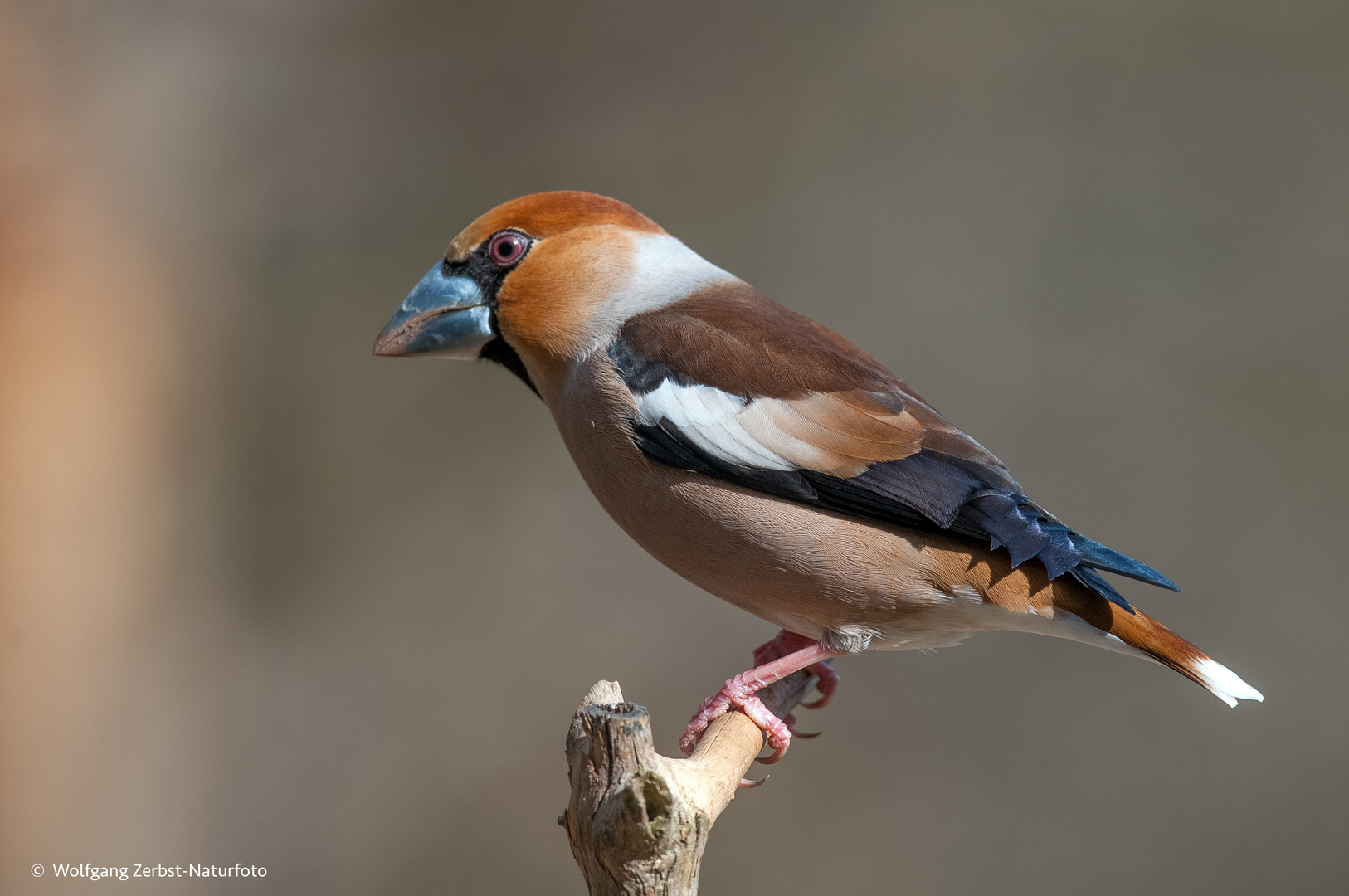  - KERNBEIßER -( Coccothraustes-coccothraustes )