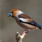  - KERNBEIßER -( Coccothraustes-coccothraustes )