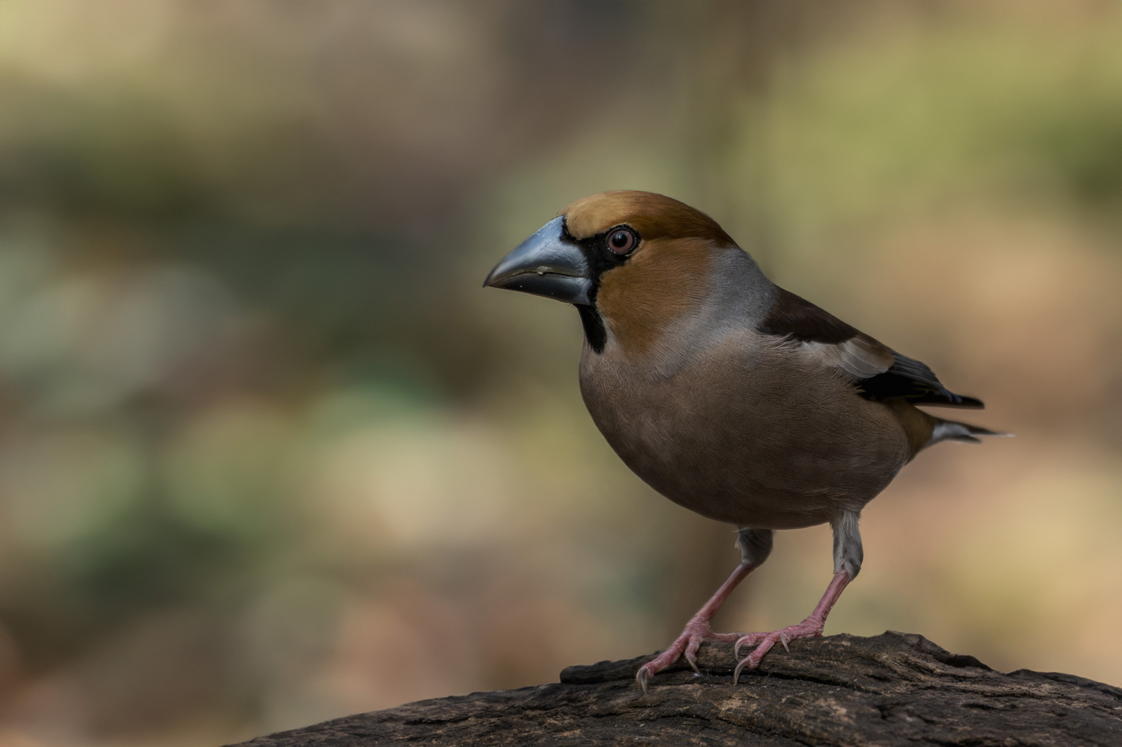  Kernbeißer (Coccothraustes coccothraustes)