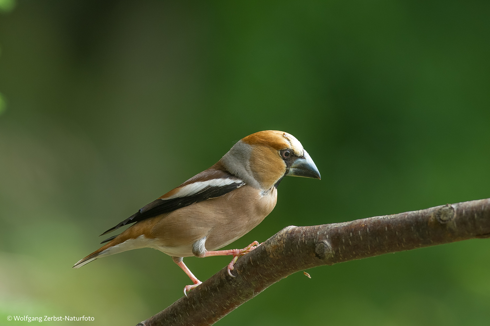 Kernbeißer.  (Coccothraustes coccothraustes)