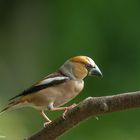 Kernbeißer.  (Coccothraustes coccothraustes)