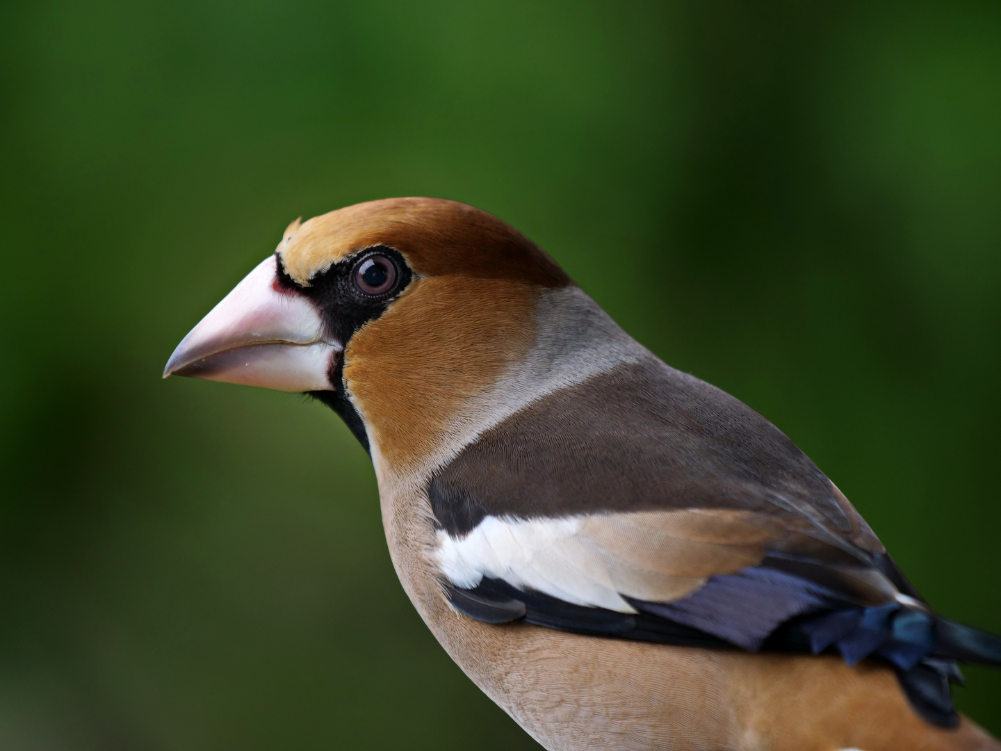 Kernbeißer (Coccothraustes coccothraustes)