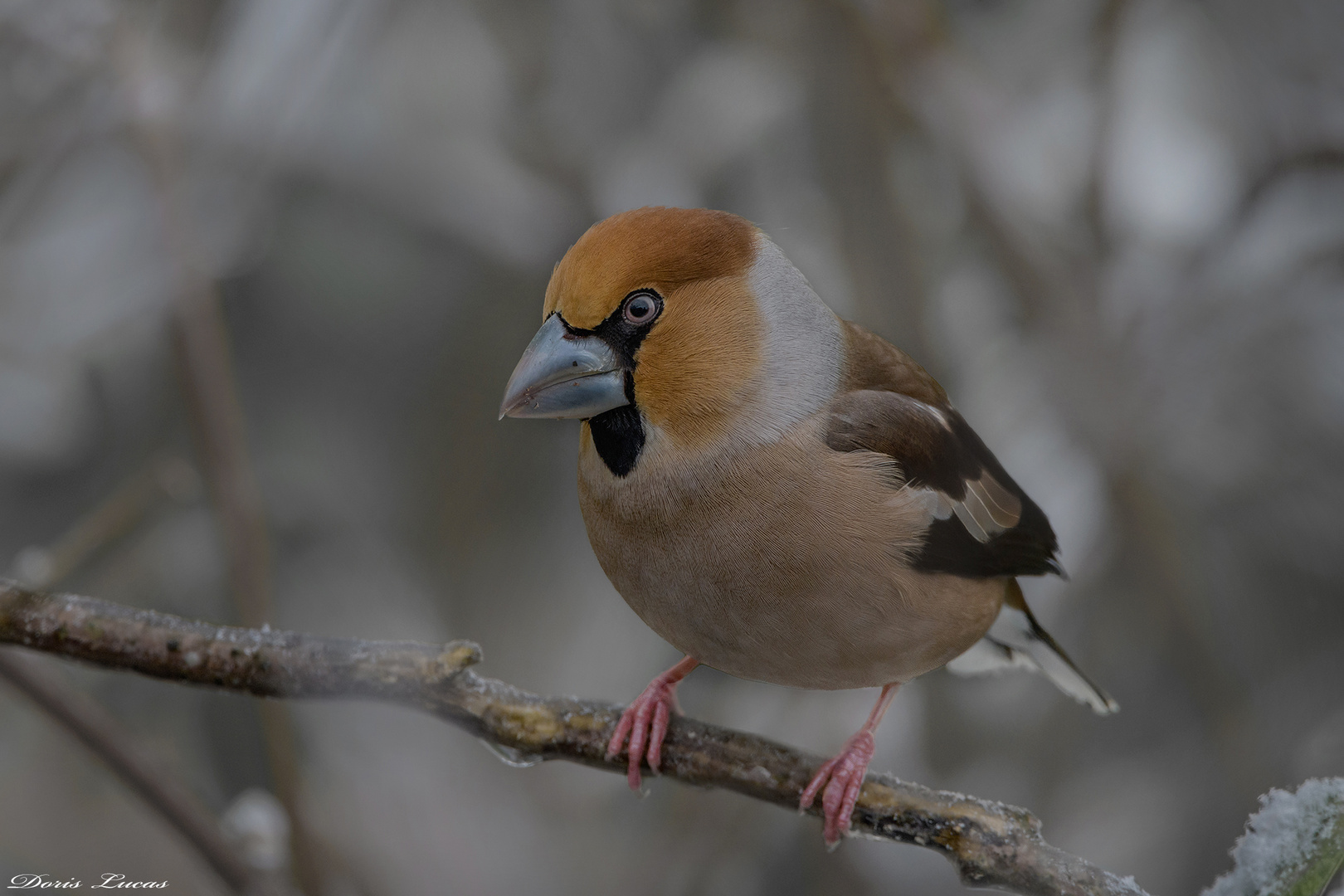 Kernbeißer  ( Coccothraustes coccothraustes )