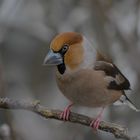 Kernbeißer  ( Coccothraustes coccothraustes )