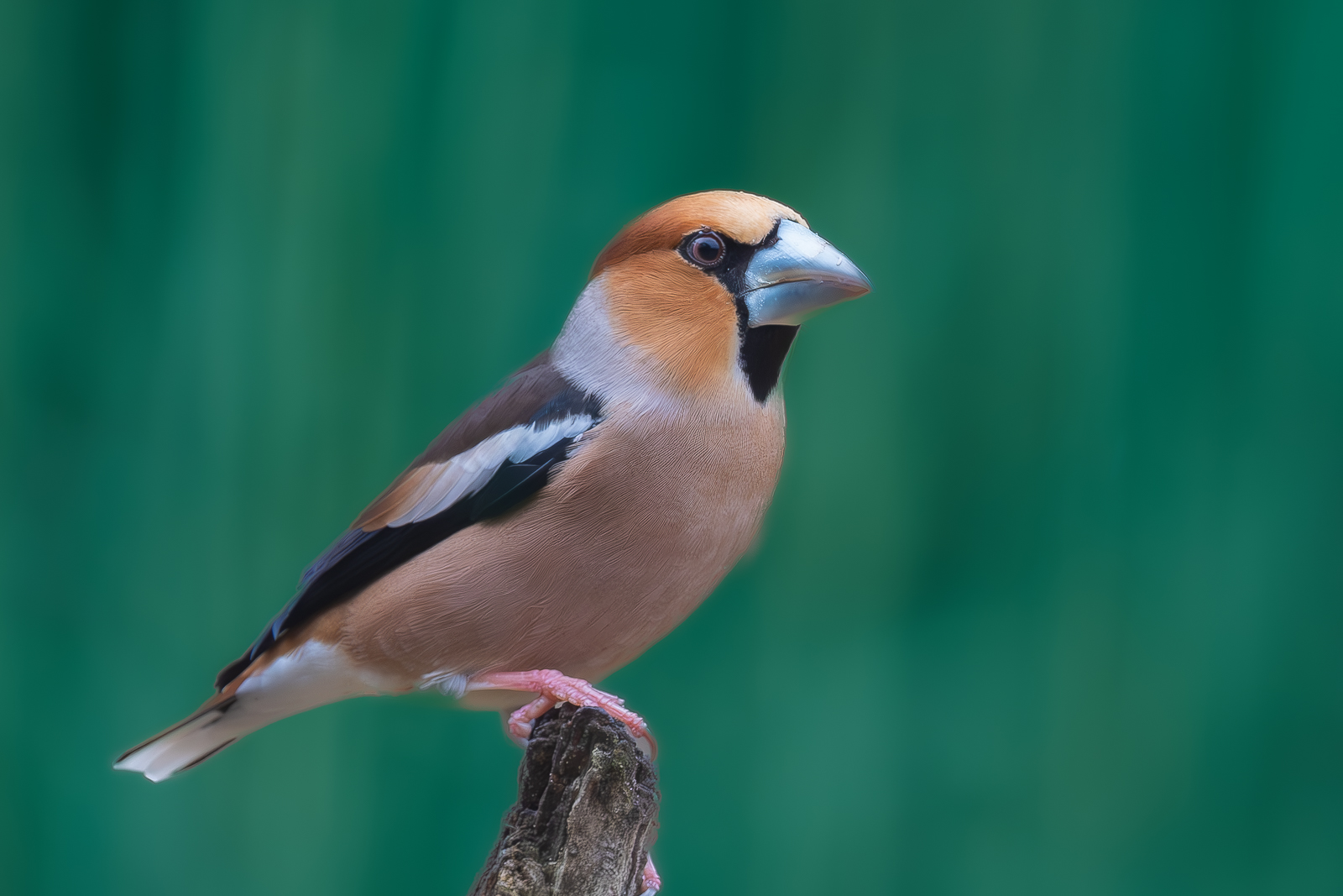 Kernbeißer (Coccothraustes coccothraustes)