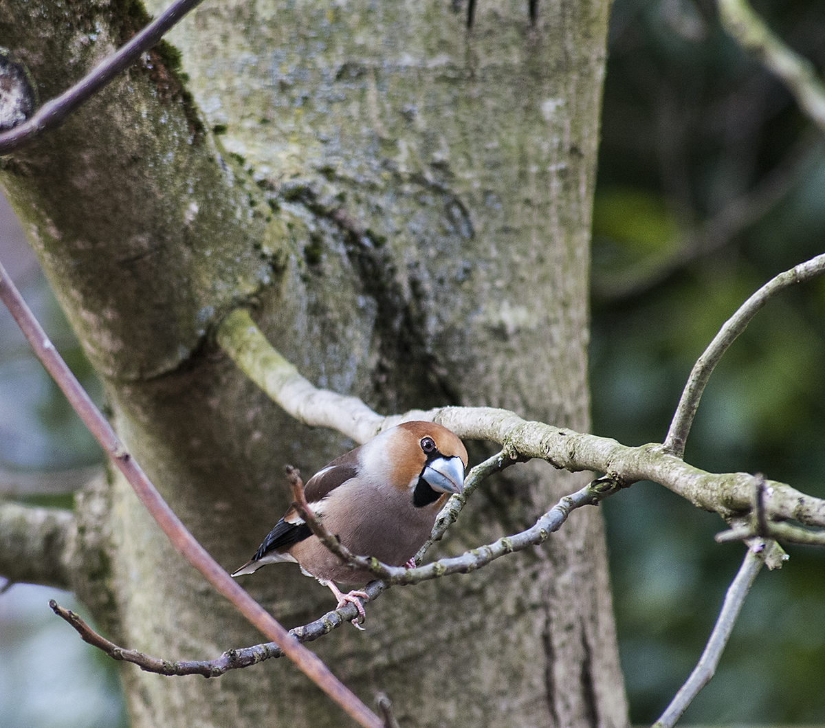 Kernbeißer (Coccothraustes coccothraustes)