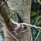 Kernbeißer (Coccothraustes coccothraustes)