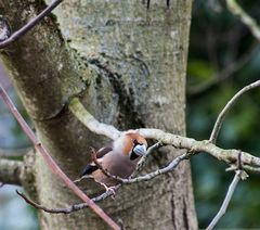 Kernbeißer (Coccothraustes coccothraustes)