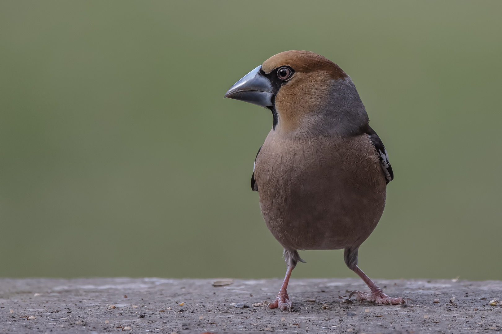  Kernbeißer (Coccothraustes coccothraustes) 