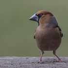  Kernbeißer (Coccothraustes coccothraustes) 