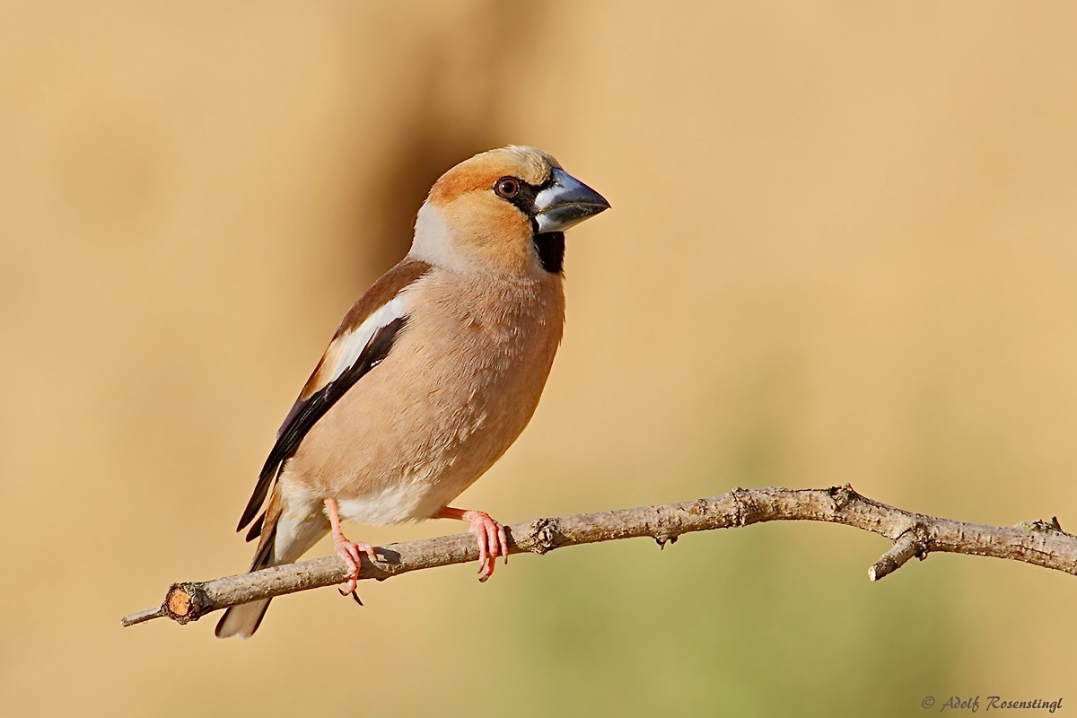 Kernbeißer (Coccothraustes coccothraustes)