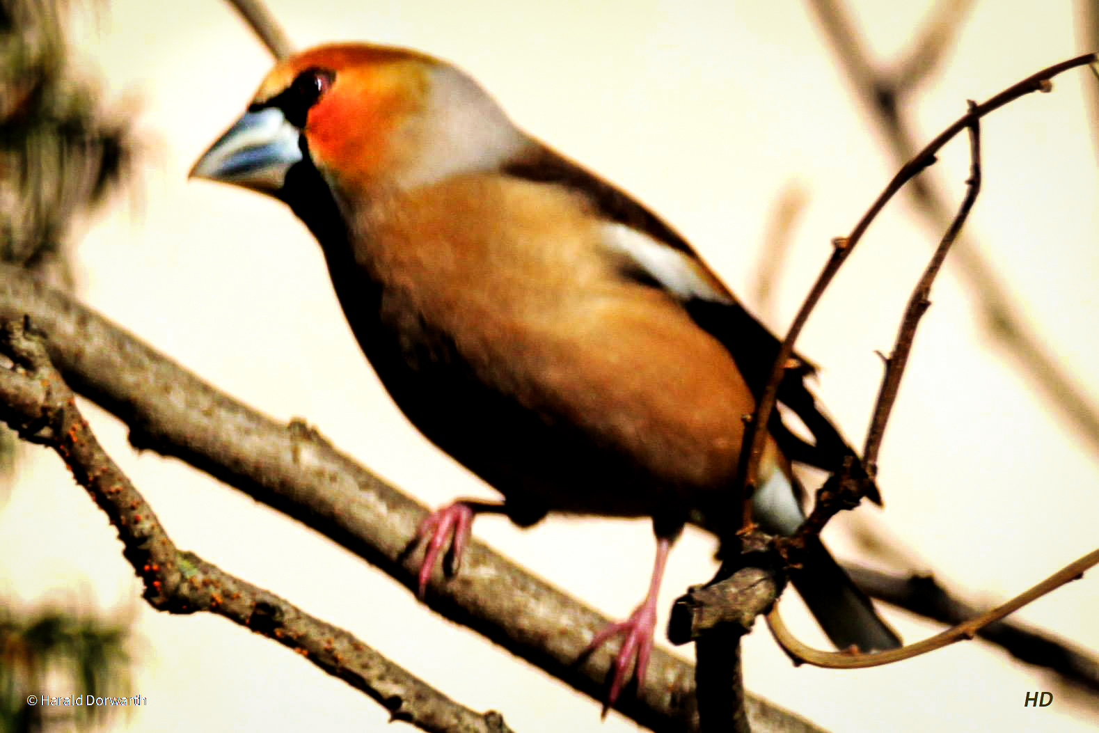 Kernbeisser (Coccothraustes coccothraustes)