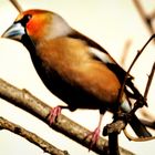 Kernbeisser (Coccothraustes coccothraustes)