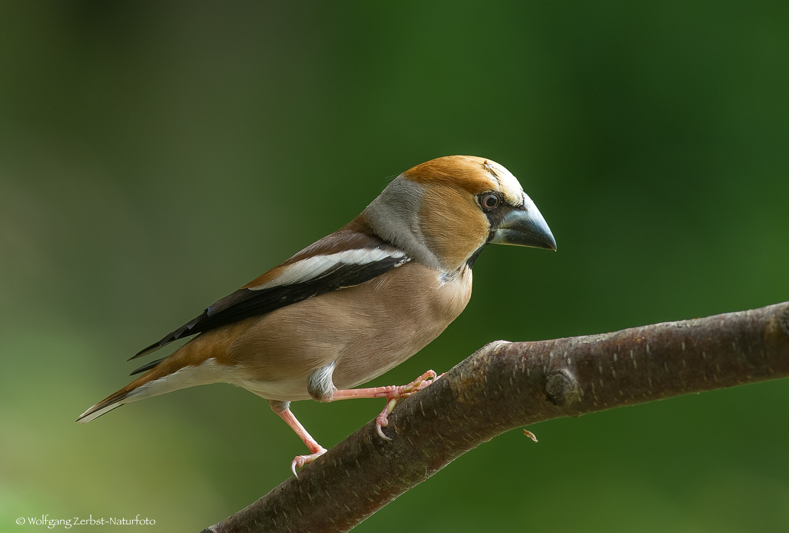 " Kernbeißer "  ( Coccothraustes coccothraustes )