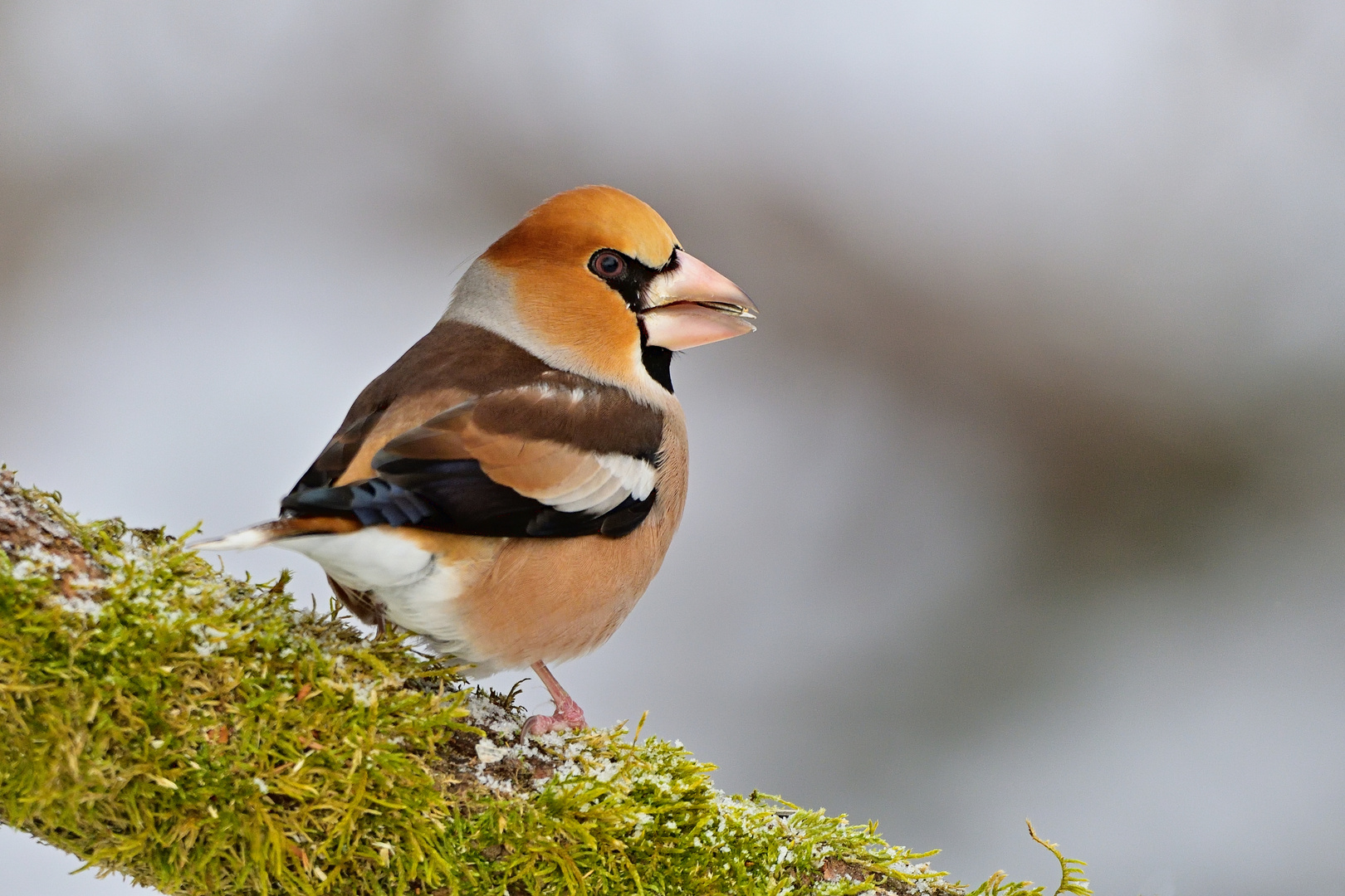 Kernbeißer (Coccothraustes coccothraustes)