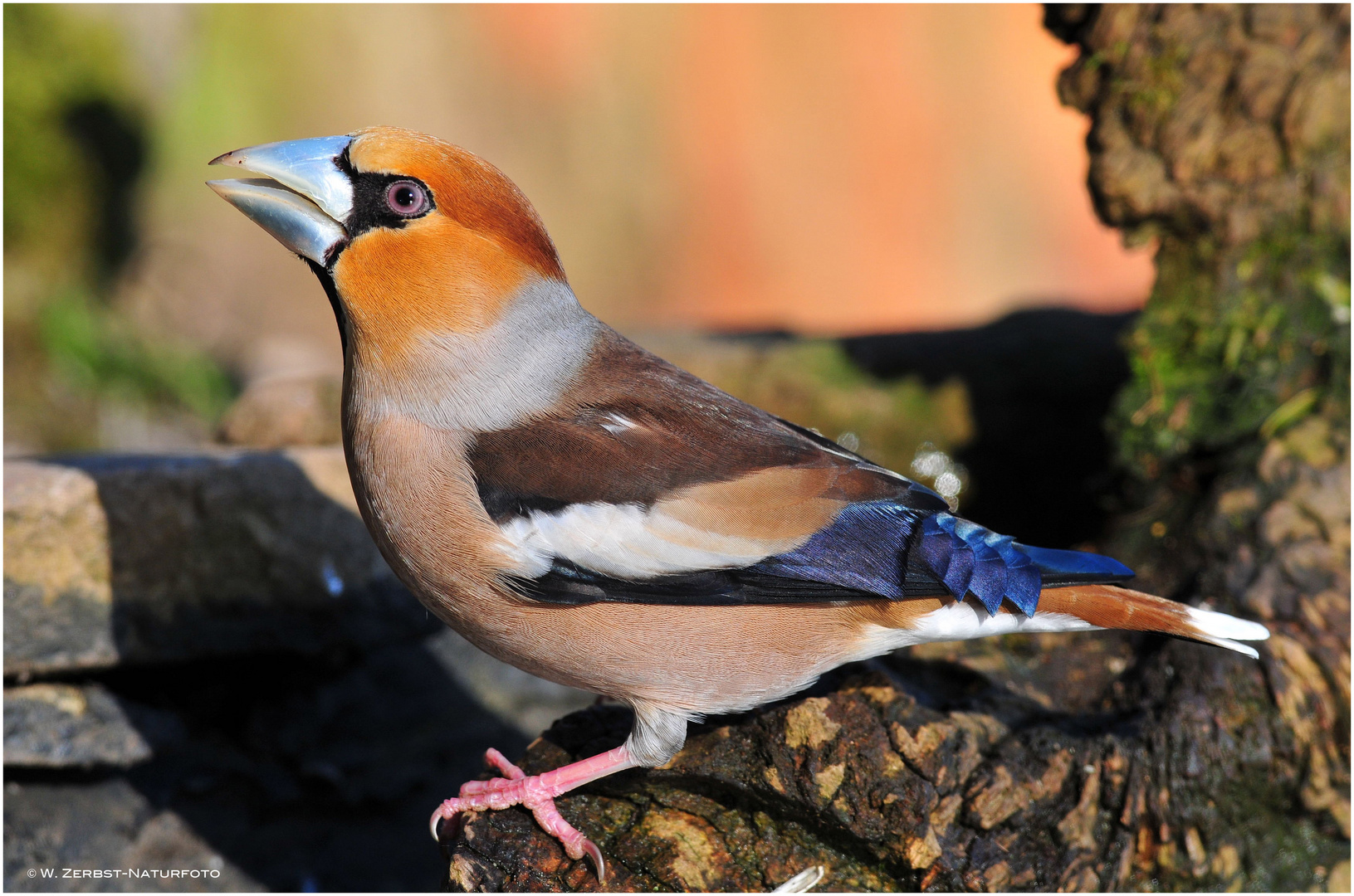 --- Kernbeißer --- (Coccothraustes coccothraustes)