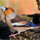 --- Kernbeißer --- (Coccothraustes coccothraustes)