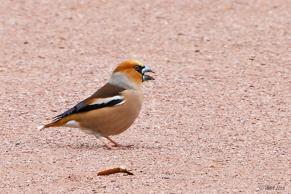 Kernbeißer (Coccothraustes coccothraustes)