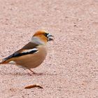 Kernbeißer (Coccothraustes coccothraustes)