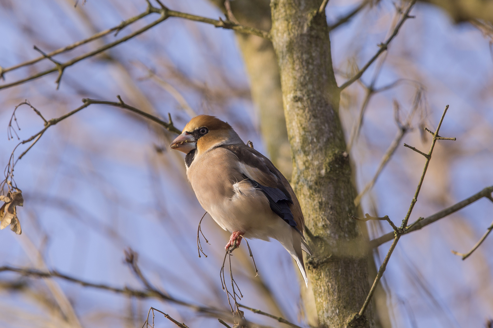 Kernbeißer (Coccothraustes coccothraustes),