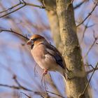 Kernbeißer (Coccothraustes coccothraustes),