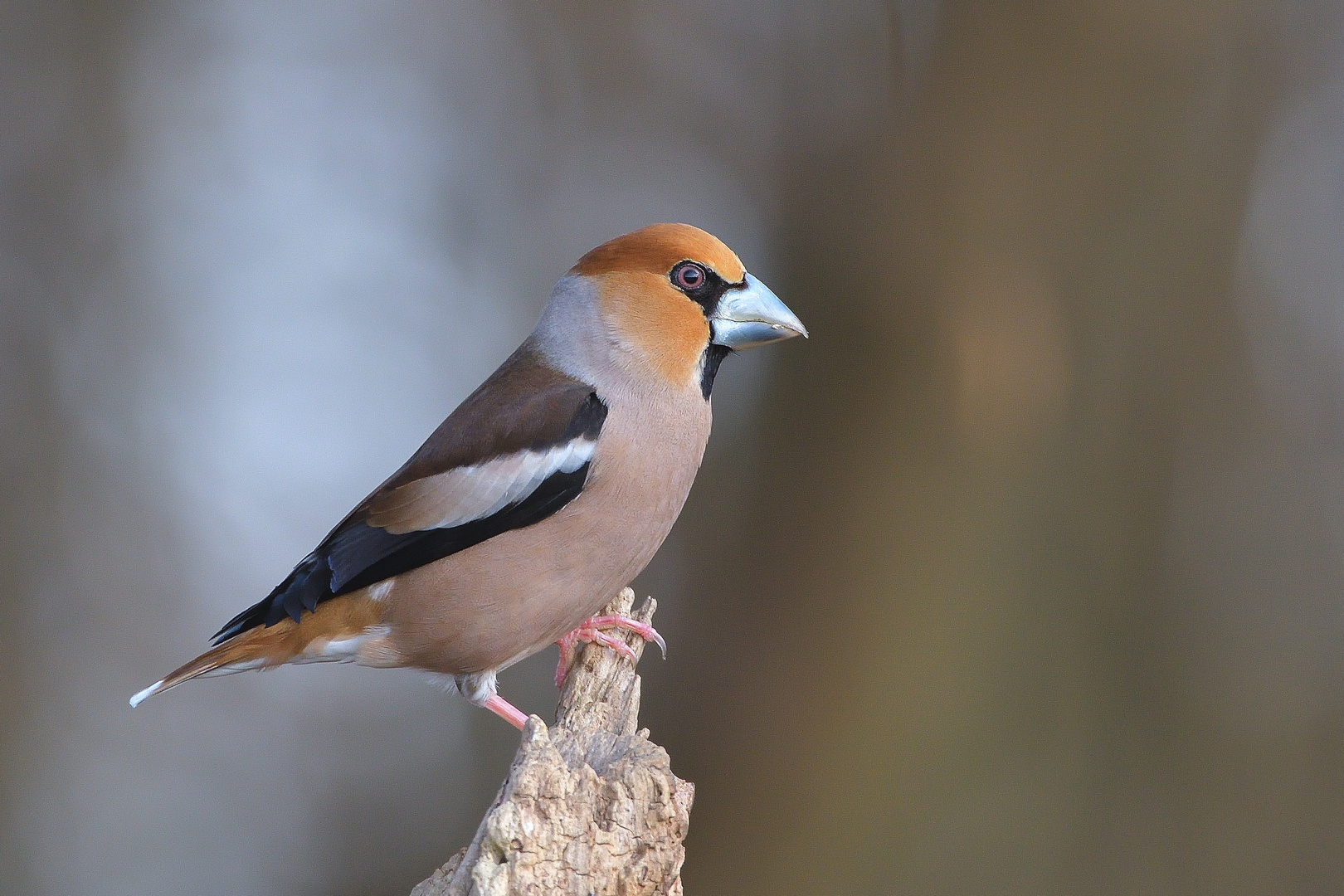 Kernbeißer (Coccothraustes coccothraustes)