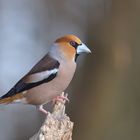 Kernbeißer (Coccothraustes coccothraustes)