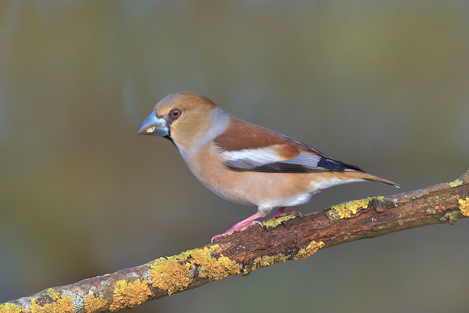 Kernbeißer (Coccothraustes coccothraustes)