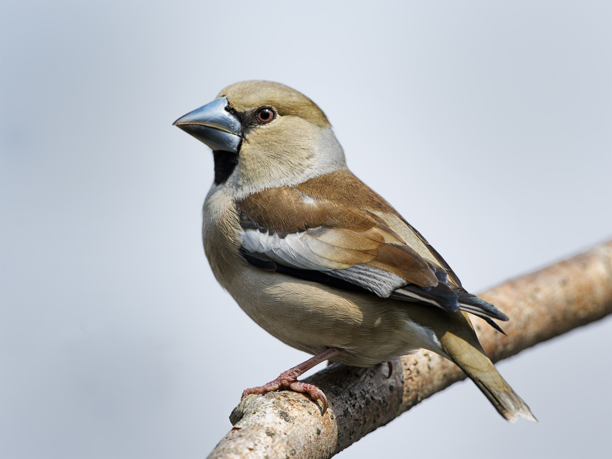 Kernbeißer (Coccothraustes coccothraustes)