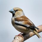 Kernbeißer (Coccothraustes coccothraustes)