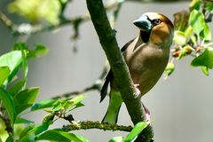 Kernbeißer (Coccothraustes coccothraustes)