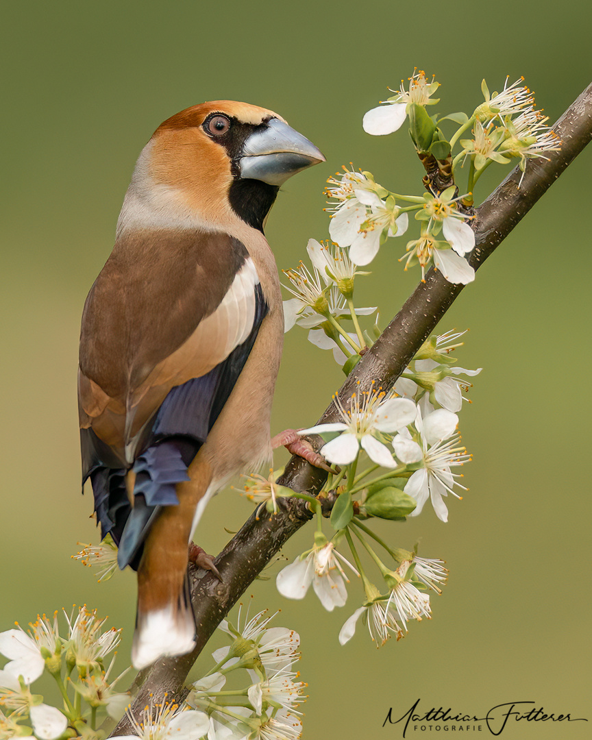 Kernbeißer (Coccothraustes coccothraustes) 