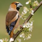 Kernbeißer (Coccothraustes coccothraustes) 