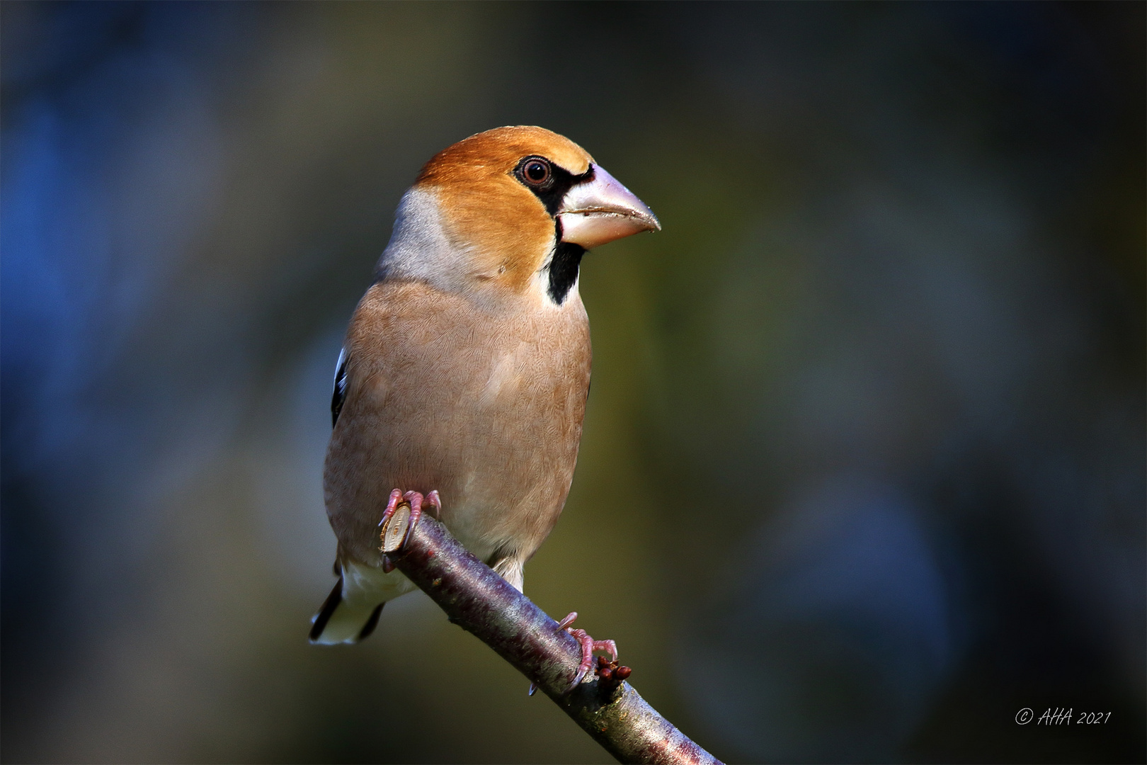 Kernbeißer (Coccothraustes coccothraustes)