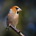 Kernbeißer (Coccothraustes coccothraustes)