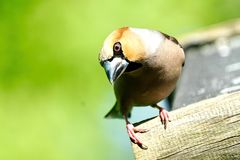 Kernbeißer (Coccothraustes coccothraustes)