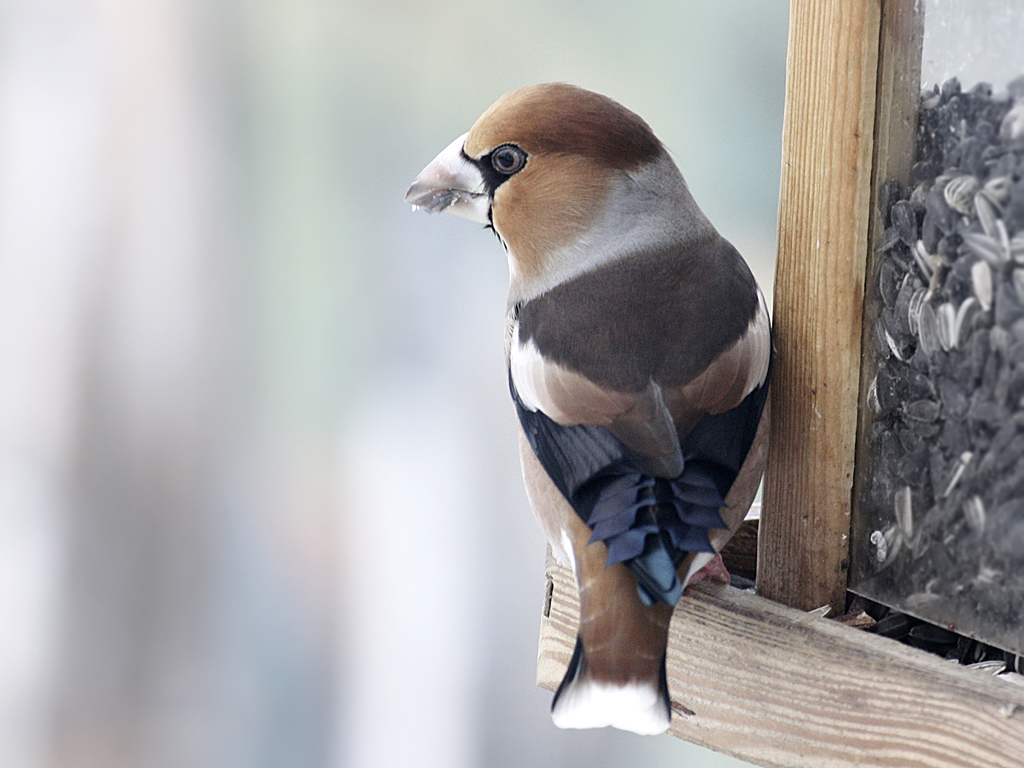 Kernbeißer (Coccothraustes coccothraustes) am Futterhaus