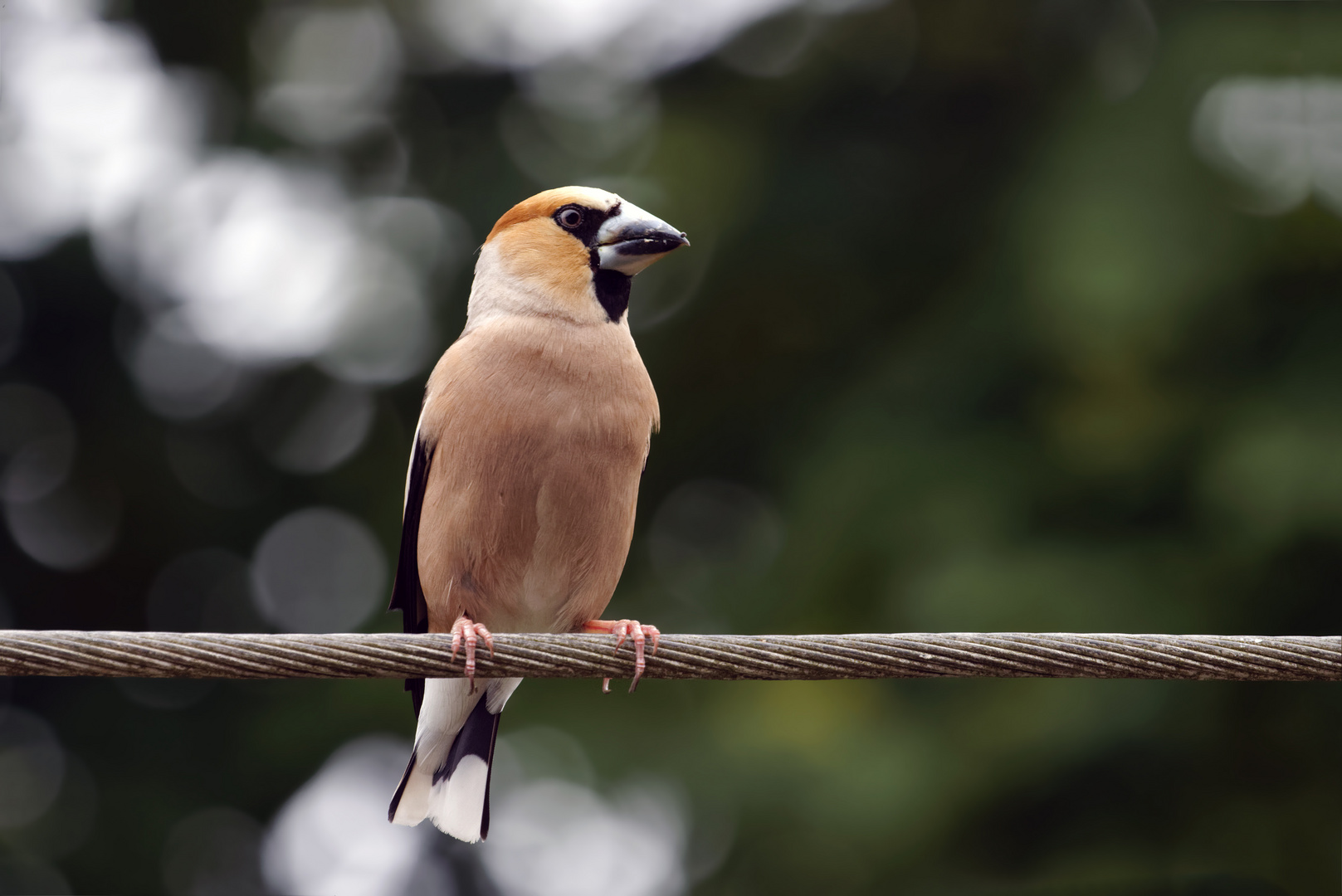 Kernbeißer (Coccothraustes coccothraustes) auf dem Draht