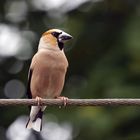 Kernbeißer (Coccothraustes coccothraustes) auf dem Draht