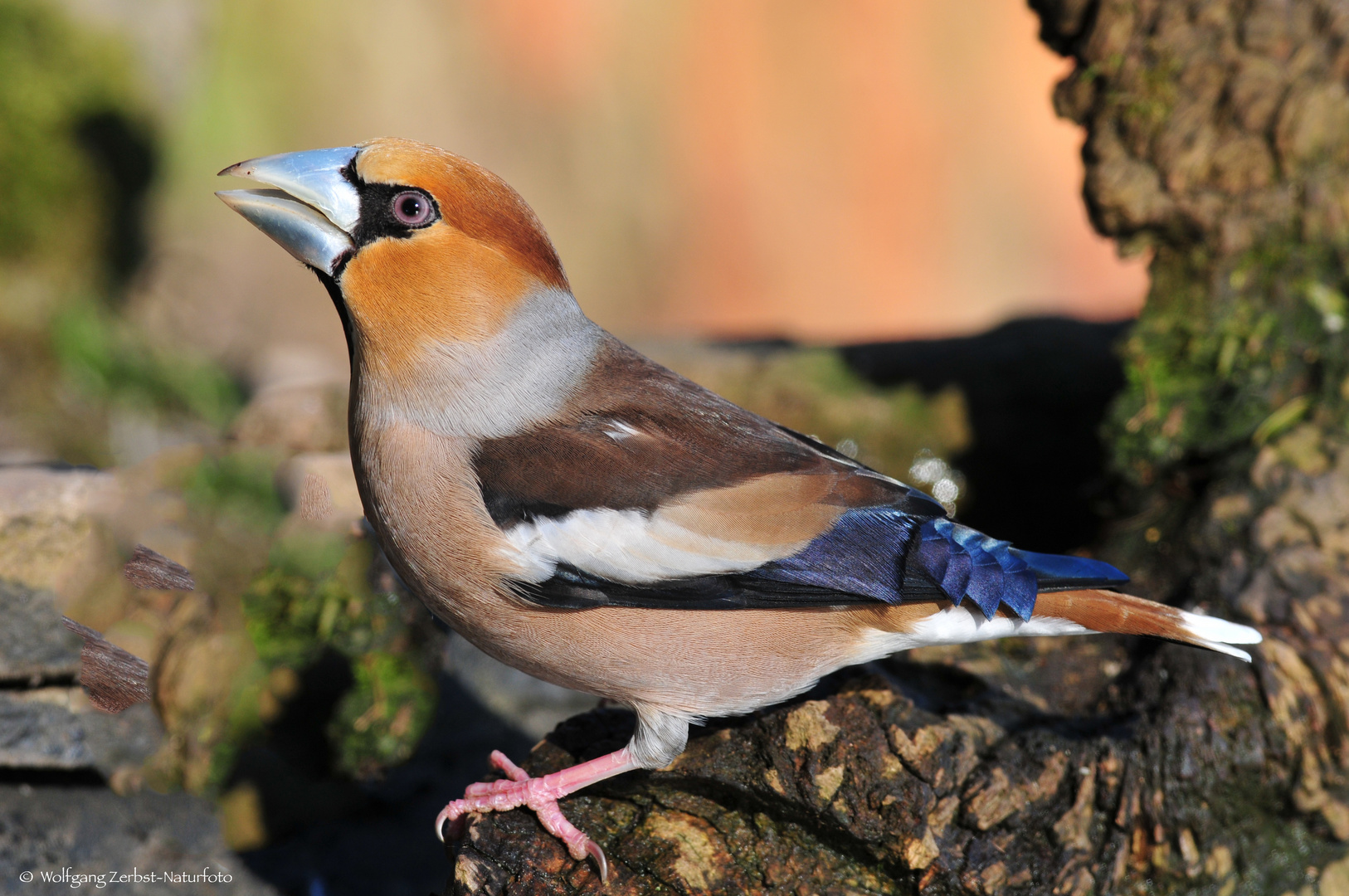 - KERNBEIßER - ( Coccothraustes coccothraustes )