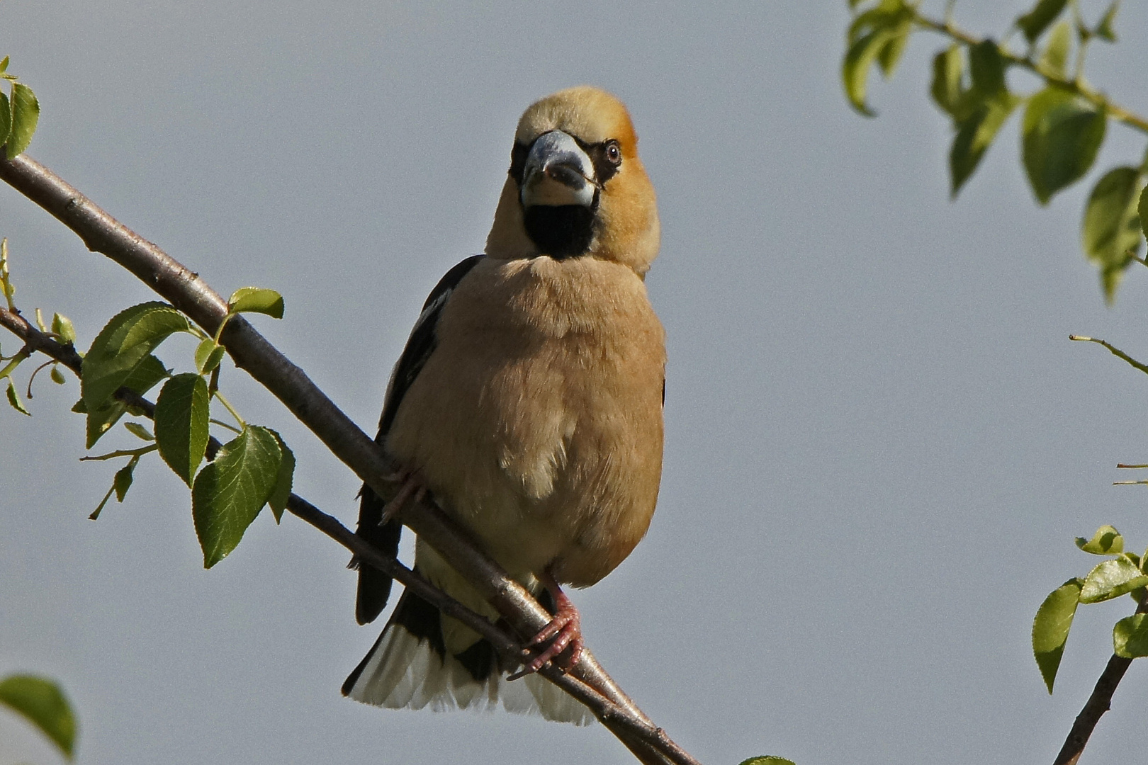 Kernbeisser (Coccothraustes coccothraustes)