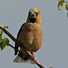 Kernbeisser (Coccothraustes coccothraustes)