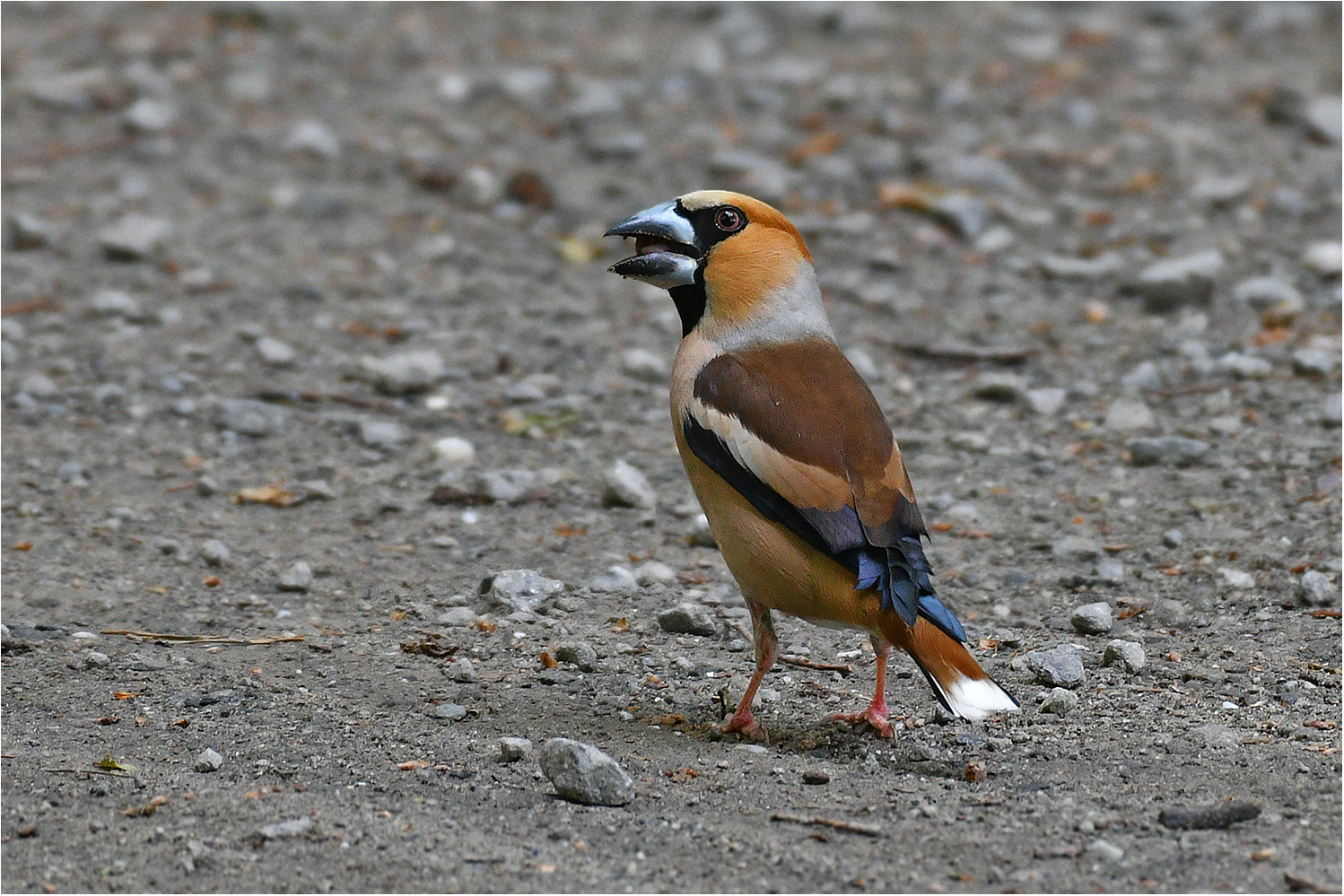 Kernbeißer   -   Coccothraustes coccothraustes