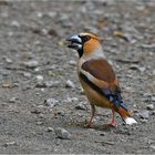 Kernbeißer   -   Coccothraustes coccothraustes