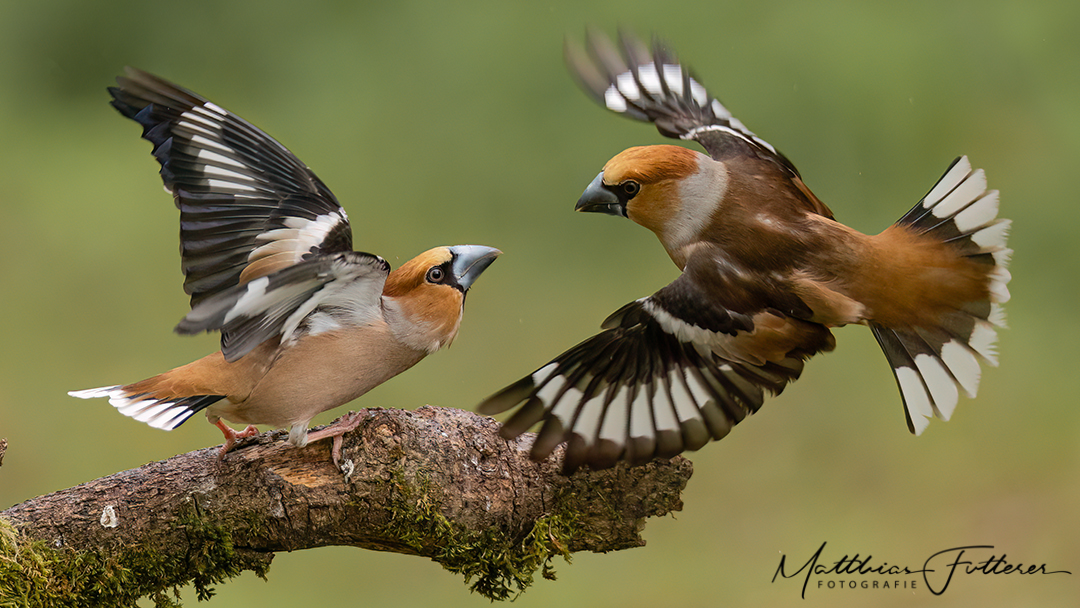 Kernbeißer (Coccothraustes coccothraustes) 